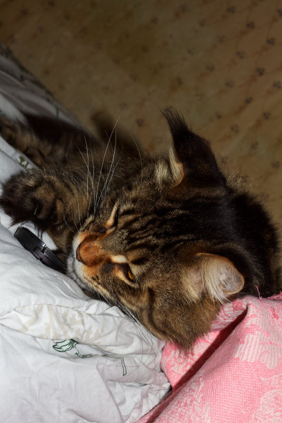 一只灰色的缅因库恩猫正在一张白色的床上休息图片下载