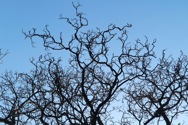 一棵枝干的大树矗立在蓝天的映衬下图片下载