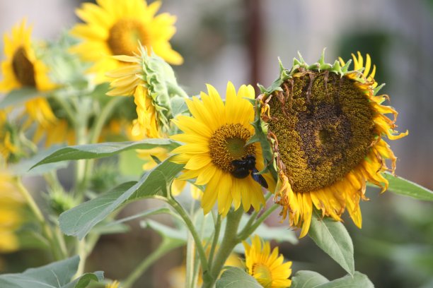 向日葵图片下载