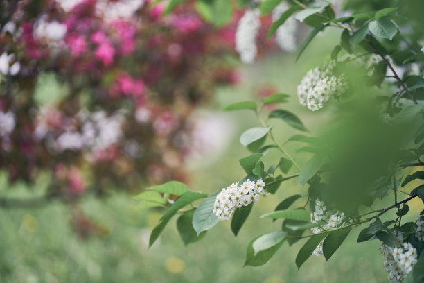 选择性聚焦在一个白鸟樱桃开花的树枝上。鲜艳的春花。开着花的树。春暖花开的近景，洁白的花朵。高质量照片图片下载