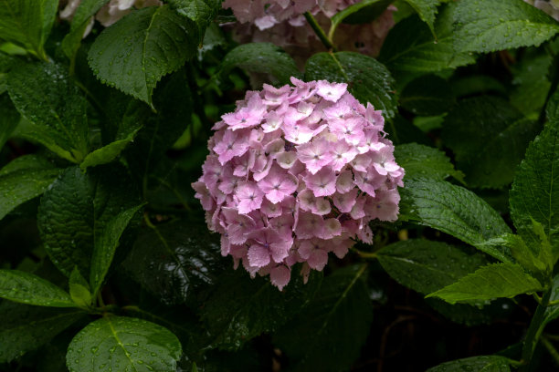 淡粉色的绣球花在雨中湿了图片下载