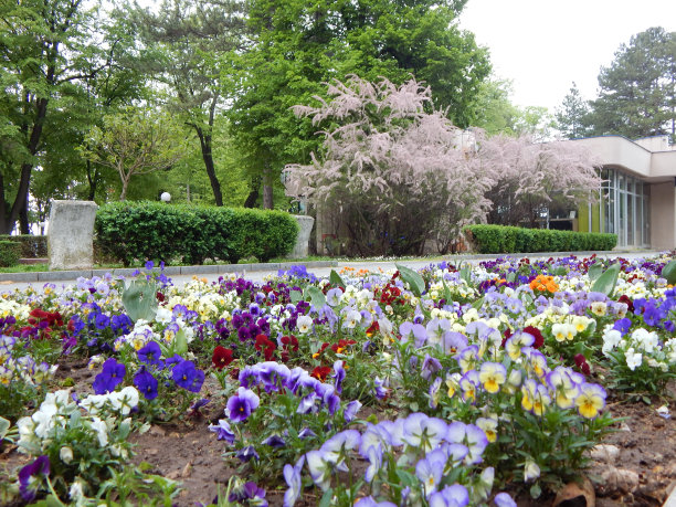城市公园里五颜六色的三色堇花坛。春天的花园图片下载