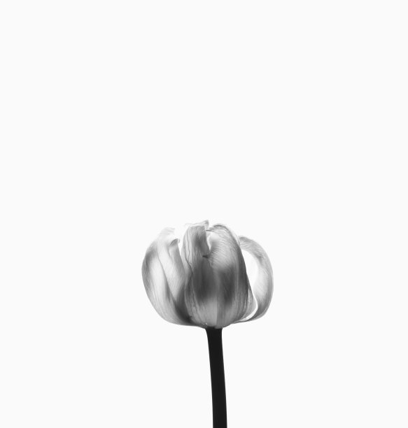 白色背景上的黑白郁金香。图片下载