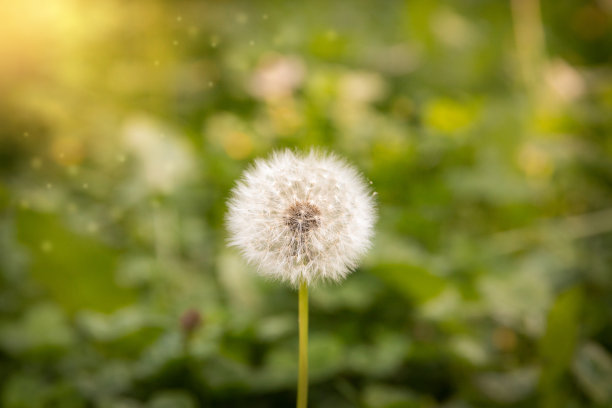 白色的蒲公英生长在田野里。美丽的夕阳。图片下载