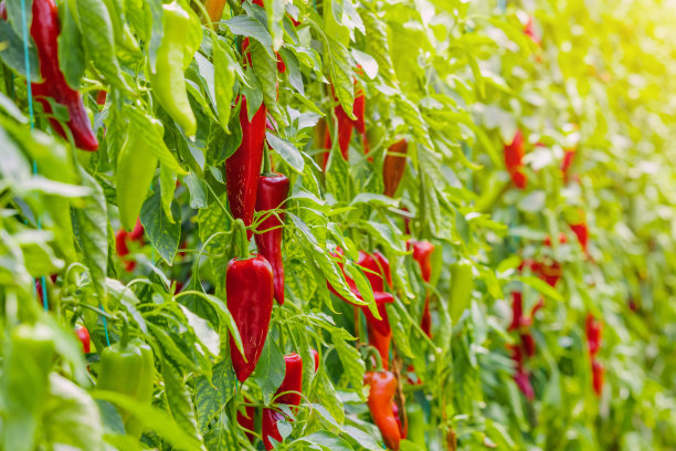 在农场或花园的温室里种植的甜红辣椒图片下载