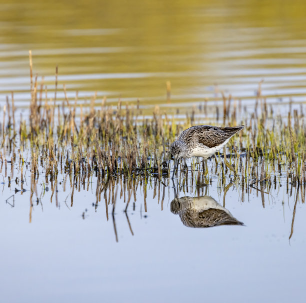 捷克共和国，波西米亚南部，Dehtar池塘图片下载