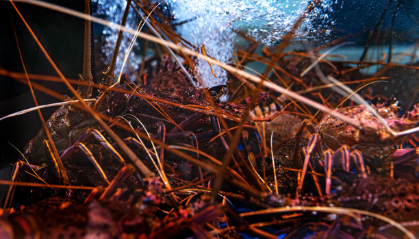 迪拜德伊勒鱼市场图片下载