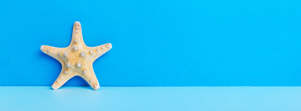 彩色背景上的海滩贝壳。模拟复制空间图片下载