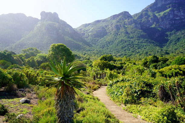 南非开普敦的Kirstenbosch植物园图片下载