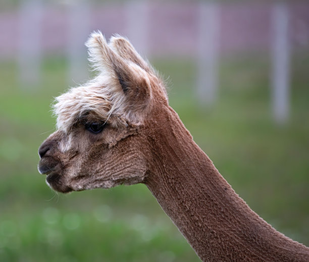 一只可爱的棕色毛茸茸的羊驼的照片图片下载