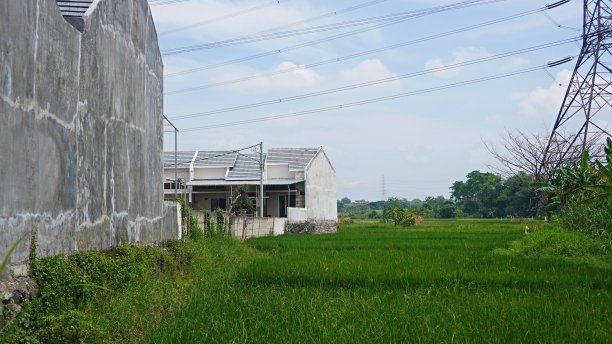 从远处看住宅建筑，它位于稻田之间的边缘图片下载