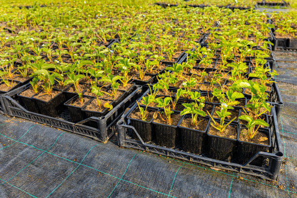 苗圃里花盆里的草莓幼苗图片下载