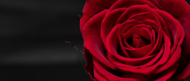 红玫瑰图片下载