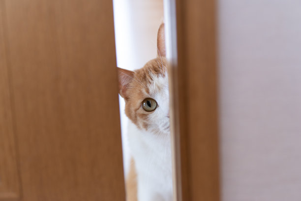 猫盯着门看图片下载