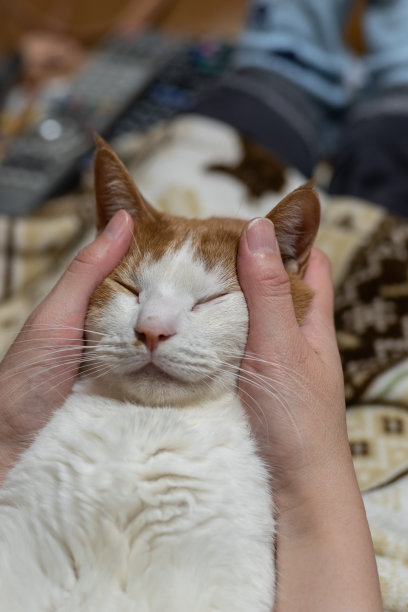 抚摸猫图片下载