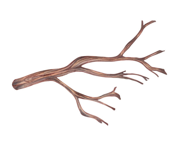 树枝。植物图形设计元素。美丽的弯曲分支元素。自然的装饰。有记号笔的艺术。图片下载