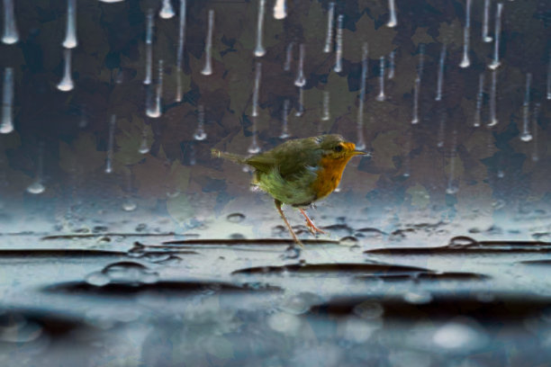 鸟儿站在雨中图片下载