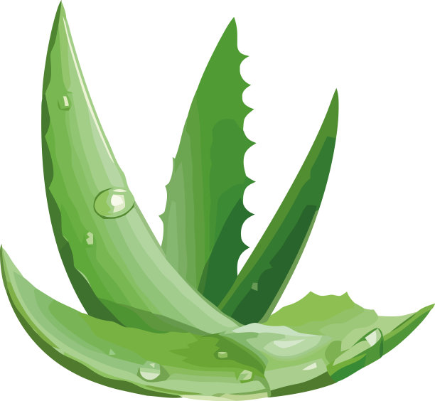 绿叶芦荟自然之美图片下载