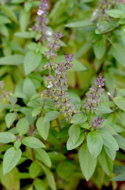 草本药用植物，叫basilicum (basilicum)。这种植物的叶子很好吃，种子可以用来调制饮料。在印度尼西亚，它被称为塞拉西图片下载