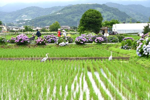 两只灰苍鹭在播种完毕的稻田里寻找食物。绣球花在稻田周围盛开。图片下载