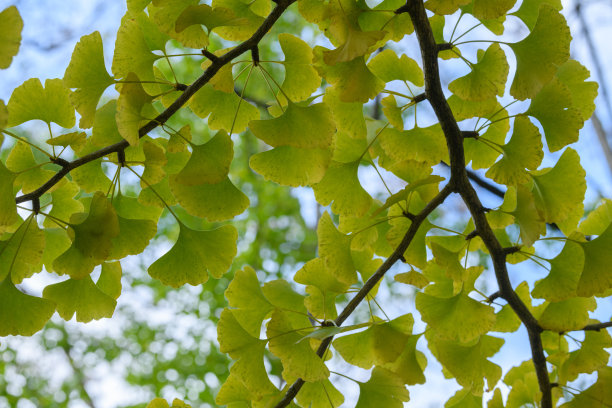 Shosenkyo峡谷秋叶(学名:银杏叶)图片下载