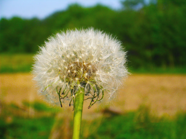 蒲公英的种子随风飘过一片夏日田野的背景，寓意变化、生长、运动和方向的概念意象。图片下载