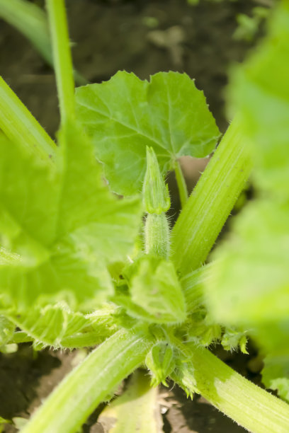 灌木上出现了一个小西葫芦。西葫芦栽培-小西葫芦特写。花园里灌木上的西葫芦胚芽。图片下载