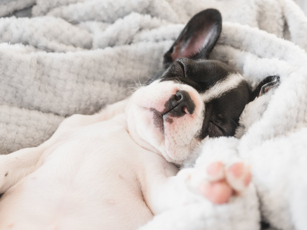 可爱的小狗躺在客厅的床上图片下载