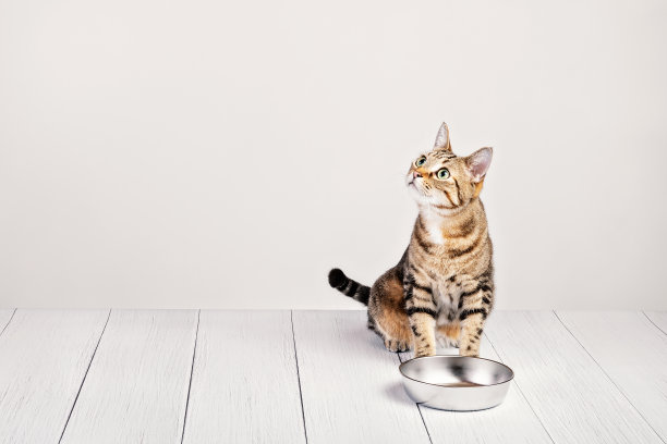 饥饿的家养虎斑猫坐在食物碗旁图片下载