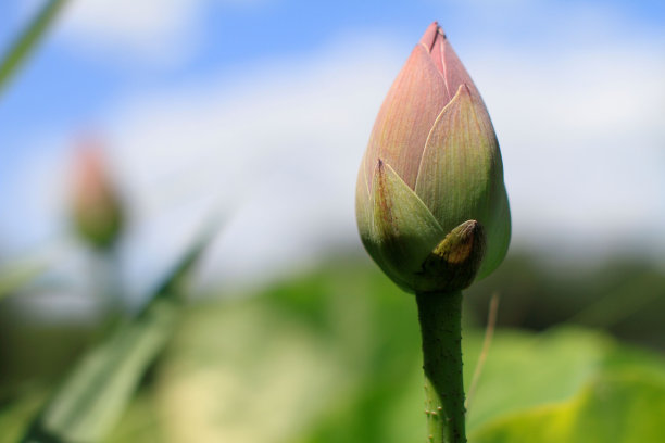 在茂密的树叶中盛开的莲花芽的特写镜头图片下载