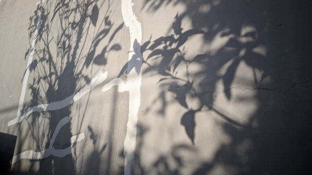 被晨曦照亮的建筑物的墙壁在树影中反射出来图片下载