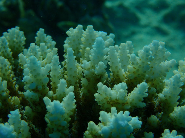 红海的轴孔珊瑚图片下载