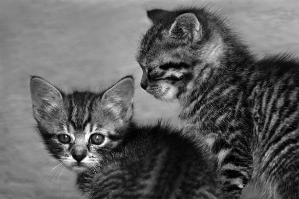 两只黑白相间的小猫图片下载