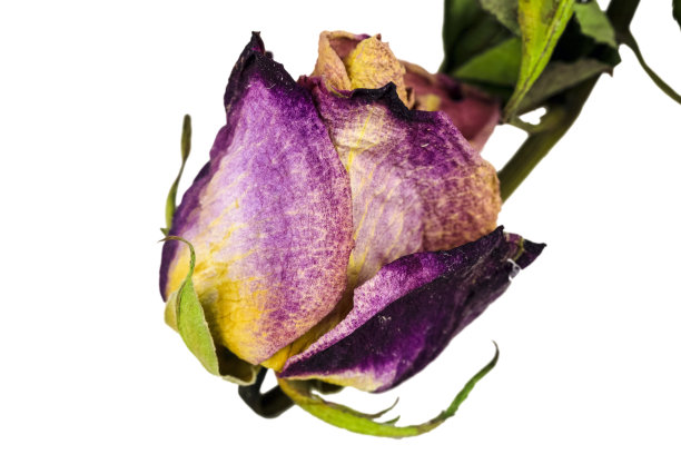 玫瑰干图片下载