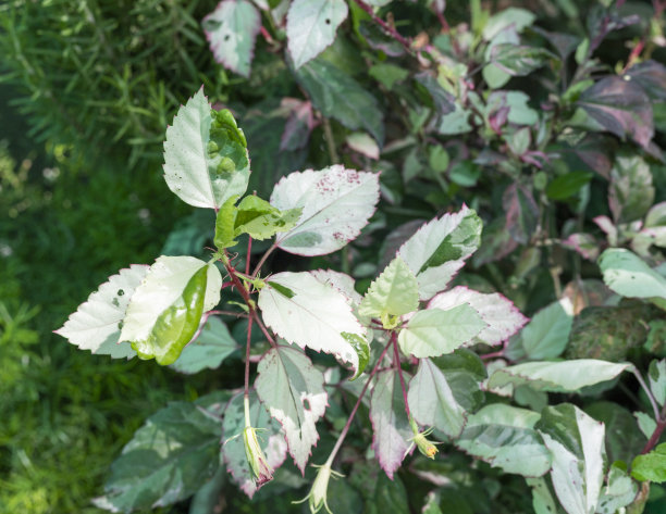 三色芙蓉花植物特写图片下载