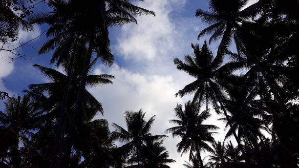 椰子树农场职业图片下载