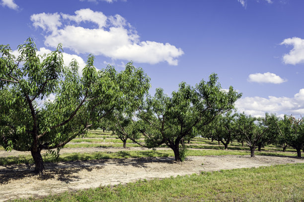 四月阿拉巴马州的桃园图片下载