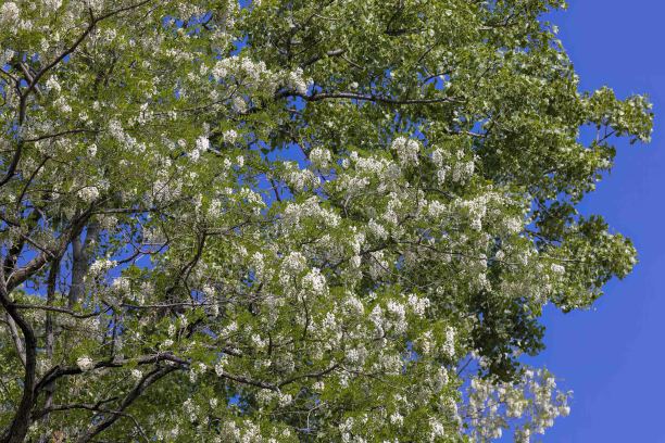白刺槐花(Robinia pseudoacacia)图片下载