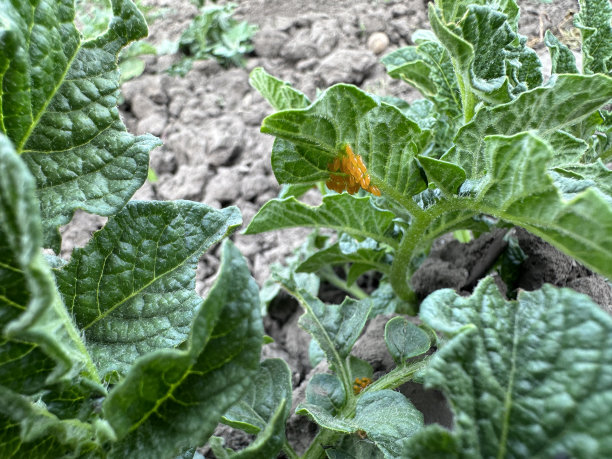 科罗拉多甲虫在叶子上产卵图片下载