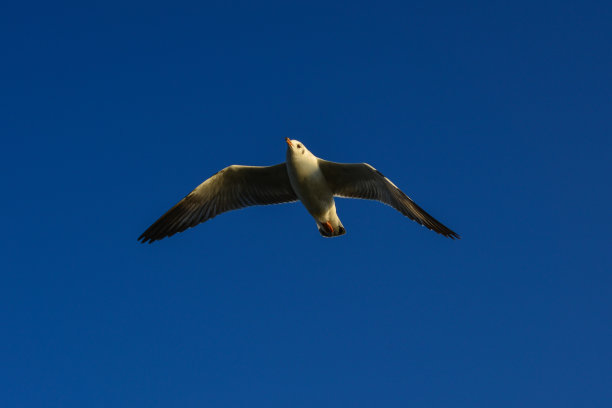 海鸥在蓝天上飞翔图片下载