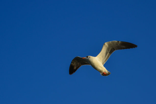 海鸥在蓝天上飞翔图片下载