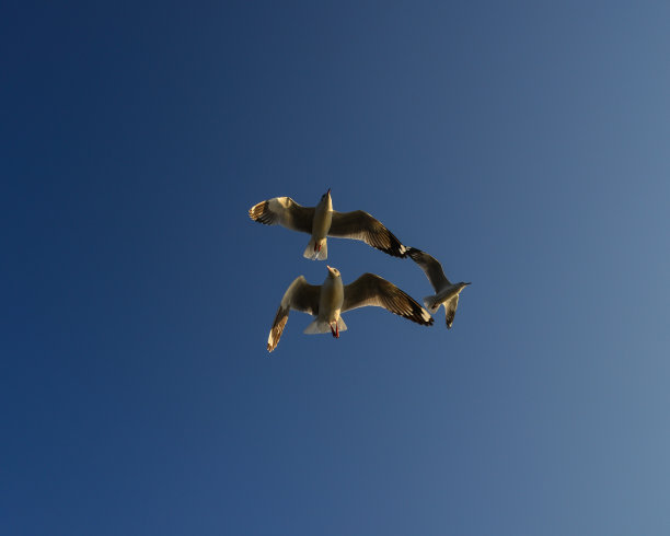 海鸥在蓝天上飞翔图片下载