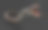 黑色背景上的眼镜王蛇的棕色。图片下载