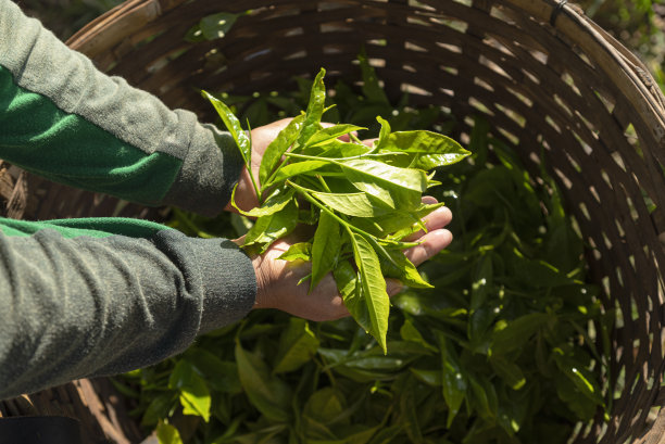 采茶工正在采摘茶叶图片下载
