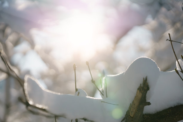 早晨阳光下覆盖着雪的灌木枝条图片下载