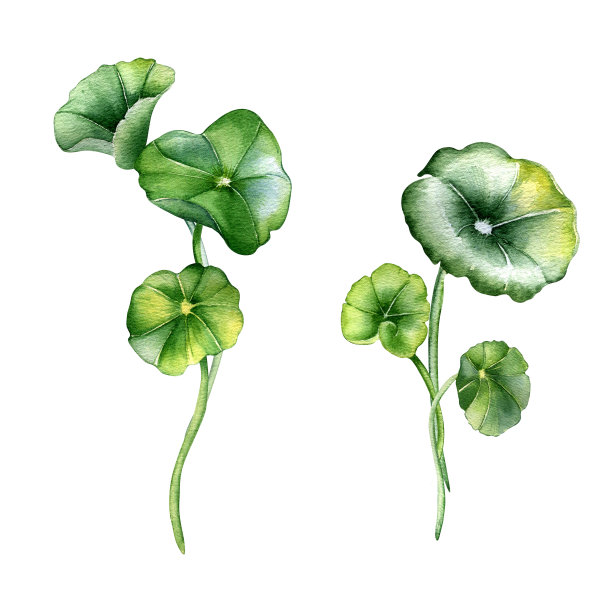 积雪草组成水彩插图孤立在白色。Pennywort, gotu可拉，圆形叶子，可乐手绘。设计元素的包装，标签，包装，草药植物收集图片下载