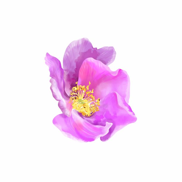 紫罗兰粉色玫瑰果花，孤立在白色背景上。水彩插图。婚礼请柬、贺卡、化妆品及食品包装。图片下载