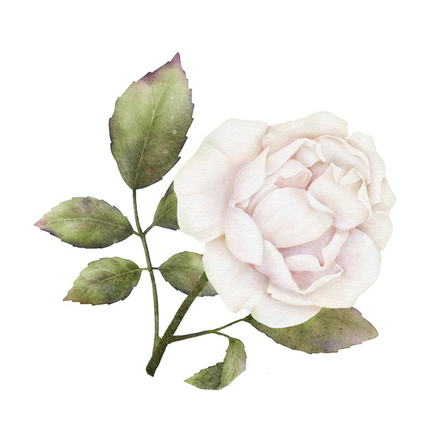 白色背景上的绿叶，树枝上盛开的白粉色玫瑰水彩画的构图。植物插图的婚礼请柬，贴纸，明信片，包装，印刷品图片下载