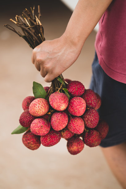 荔枝果手拿，热带水果在夏季图片下载