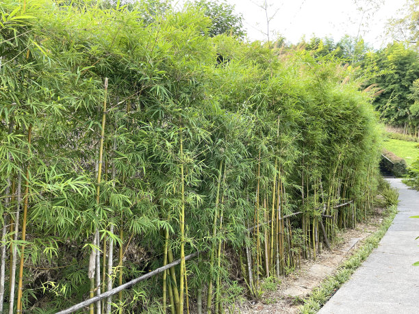 花园里的竹篱图片下载